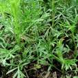 藏紫草 藏紫草