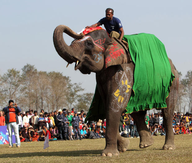 尼泊爾大象節