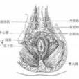 肛乳頭瘤