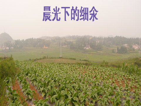 細氽村(貴州省黔西南普安縣) 細氽村(貴州省黔西南普安縣)