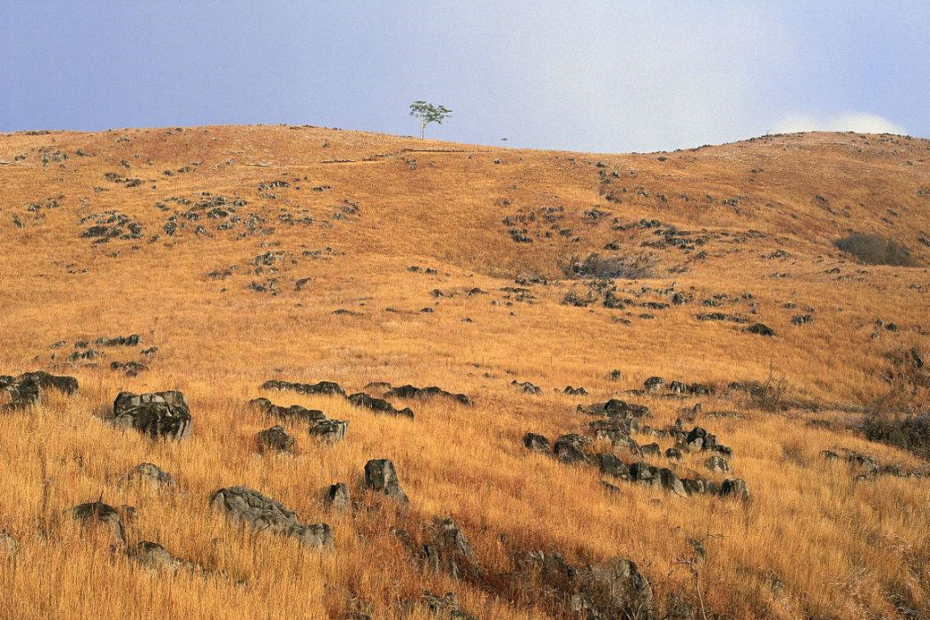 黑色石灰土(rendzina) 黑色石灰土(rendzina)