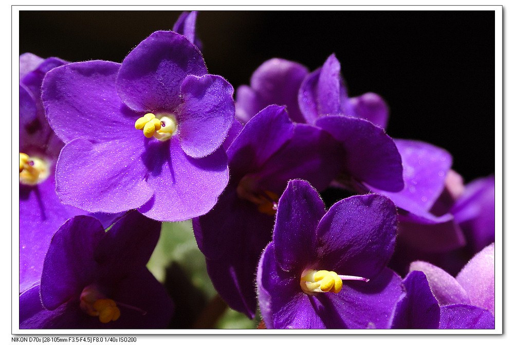 紫羅蘭屬
