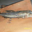 真盔甲魚 真盔甲魚