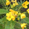 黃槐(黃花槐) 黃槐(黃花槐)