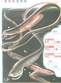 囊咽魚