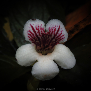 Nautilocalyx ecuadoranus