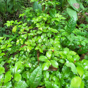Psychotria chagrensis