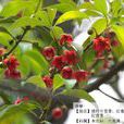 莽草子 莽草子