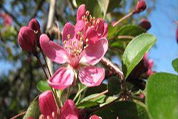 Malus \x27Purple Prince\x27 Malus \x27Purple Prince\x27