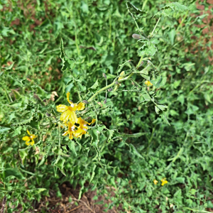 Goodenia kingiana