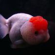 虎頭金魚