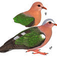 綠翅金鳩 綠翅金鳩