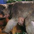雙門齒獸 雙門齒獸