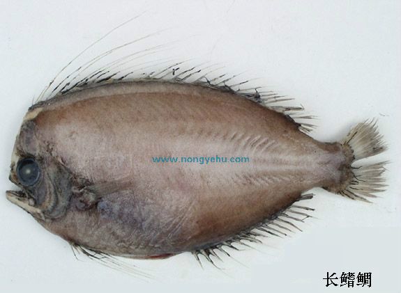 長鰭鯛 長鰭鯛
