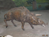 鏟齒象動物群化石