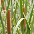 蒲棒 蒲棒