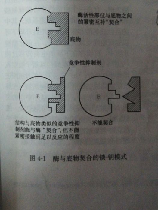 鎖-鑰模型 鎖-鑰模型
