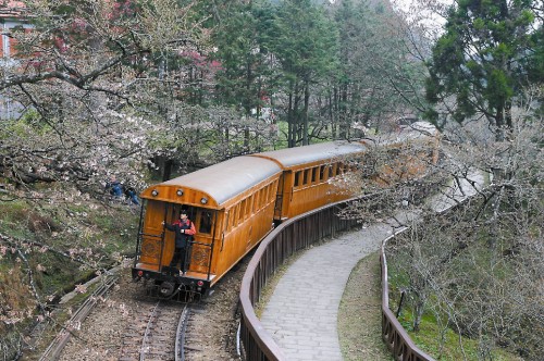 火車通過櫻花樹下
