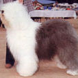 大型犬品種