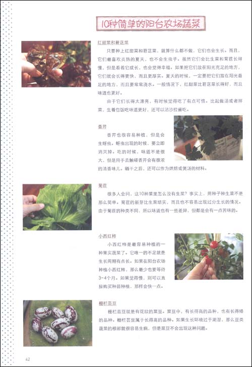 陽台種菜DIY