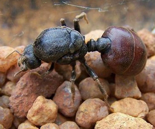 盲切葉蟻屬