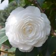 玉丹(山茶屬觀賞植物——玉丹) 玉丹(山茶屬觀賞植物——玉丹)