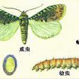 大豆食心蟲