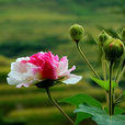 地芙蓉花 地芙蓉花