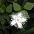 肺心草(虎耳草科植物植物) 肺心草(虎耳草科植物植物)