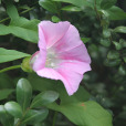 打碗花(扶七秧子) 打碗花(扶七秧子)