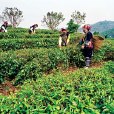 細茶 細茶