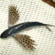 斑鰭飛魚 斑鰭飛魚