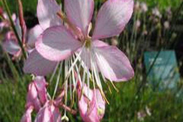 Gaura lindheimeri \x27Gaudpin\x27 STRATOSPHERE PINK PICOTEE Gaura lindheimeri \x27Gaudpin\x27 STRATOSPHERE PINK PICOTEE
