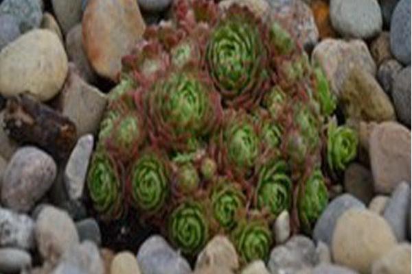 Rosularia platyphylla Rosularia platyphylla