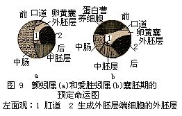 胚胎預定命運圖