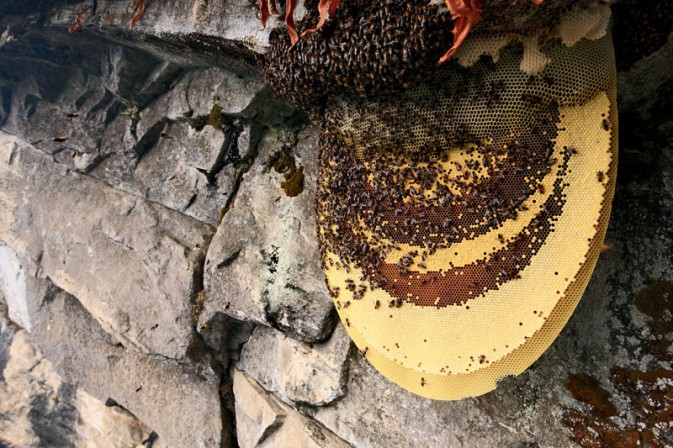 喜馬拉雅懸崖排蜂