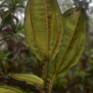 Miconia corymbiformis