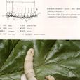 熟蠶 熟蠶