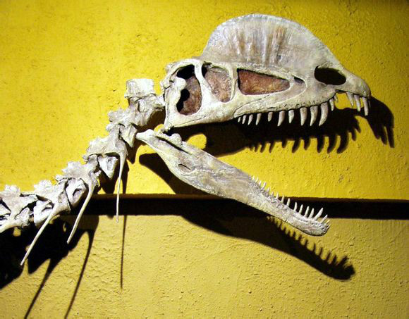 食魚恐龍雙脊龍的頭骨