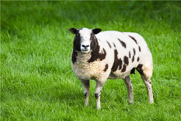 斑點綿羊