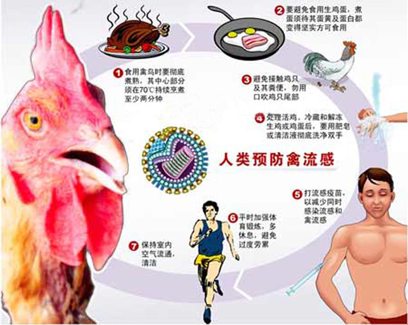 H7N9型禽流感(H7N9病毒)