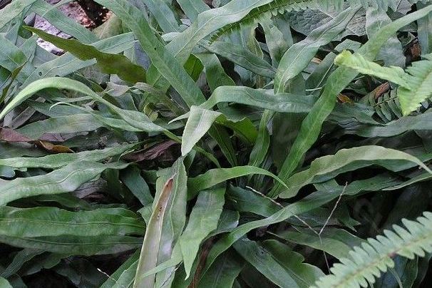 梨葉骨牌蕨 梨葉骨牌蕨