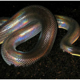 閃鱗蛇