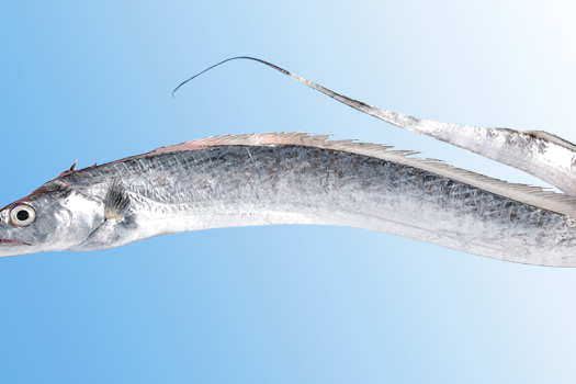 妙帶魚 妙帶魚