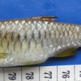 波魚屬 波魚屬