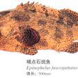 褐石斑魚 褐石斑魚