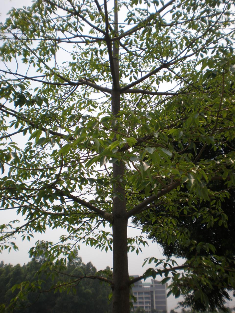 生長期的木棉樹