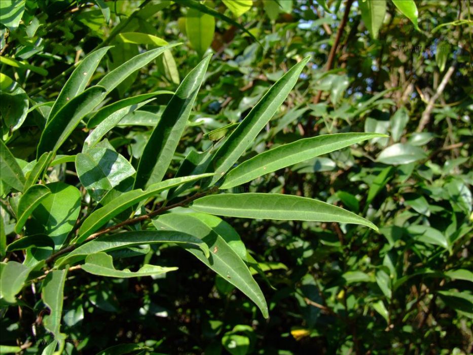 小葉五月茶 小葉五月茶