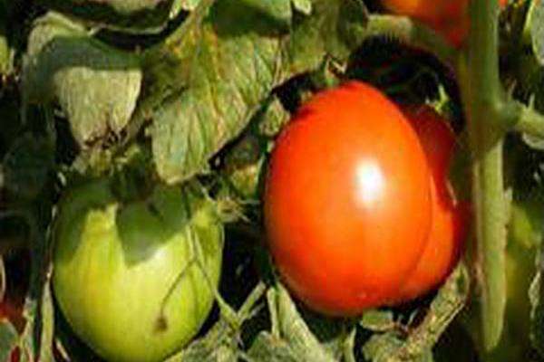 Lycopersicon esculentum \x27Big Beef\x27