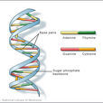 DNA條形碼